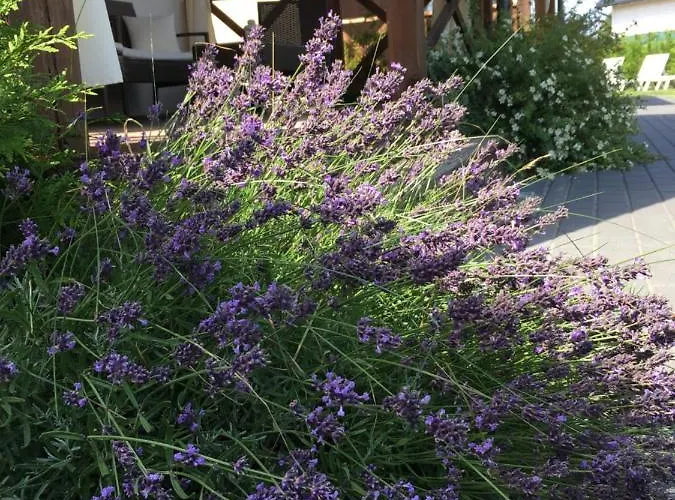 Zacisze * 科帕利诺